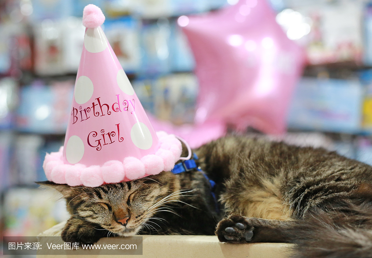 泰国猫睡在头上的生日纸帽子。
