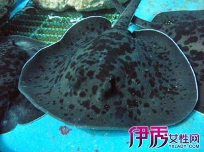 其它的鱼必死无疑 水族资讯 其它的鱼必死无疑 水族资讯