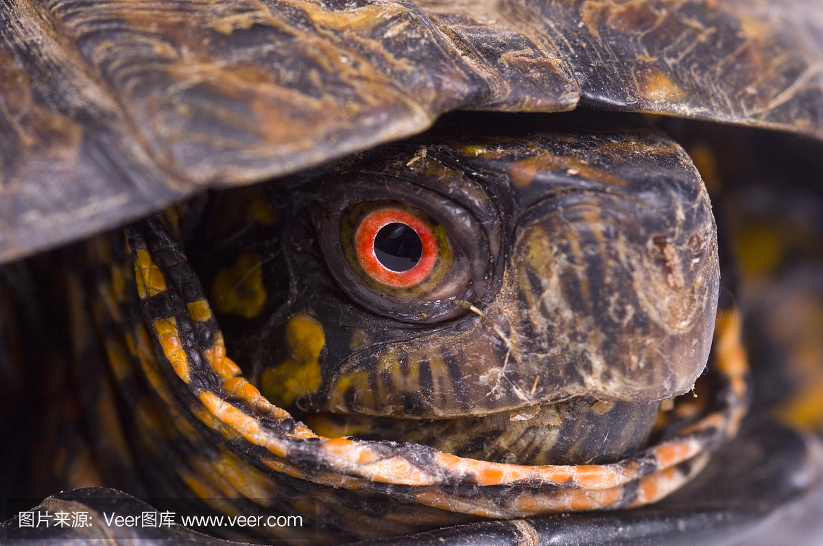 彩虹龟的红眼睛