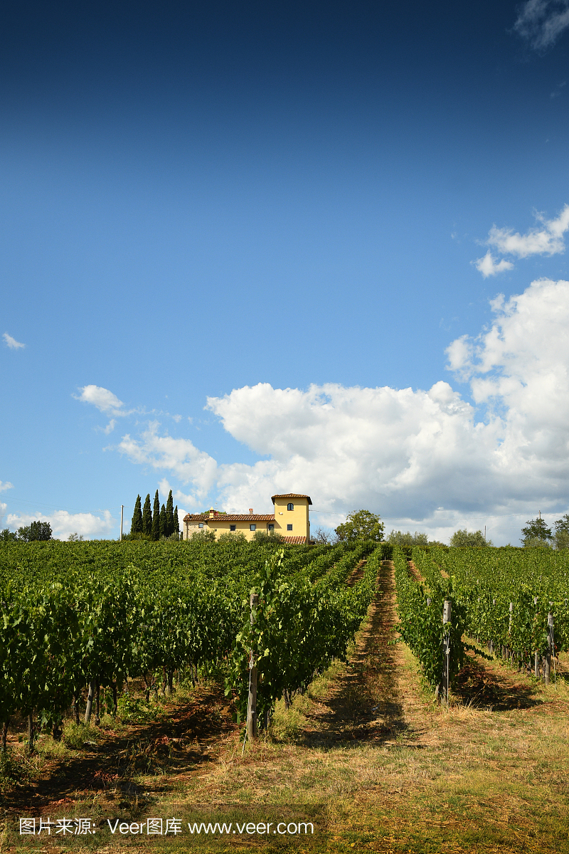 与蓝蓝的天空和典型的农庄在背景上。在夏季,