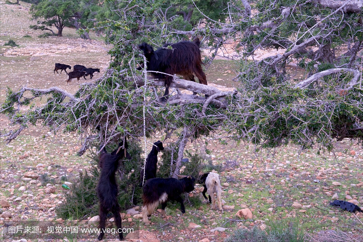 山羊攀登阿根廷树,摩洛哥
