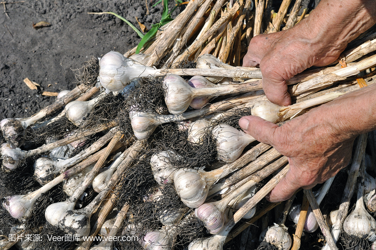 收获大蒜种植园