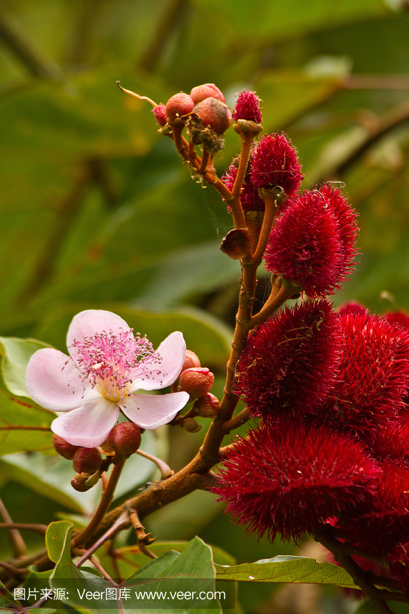 阿纳托,口红树在亚马逊热带雨林,亚苏尼国家公