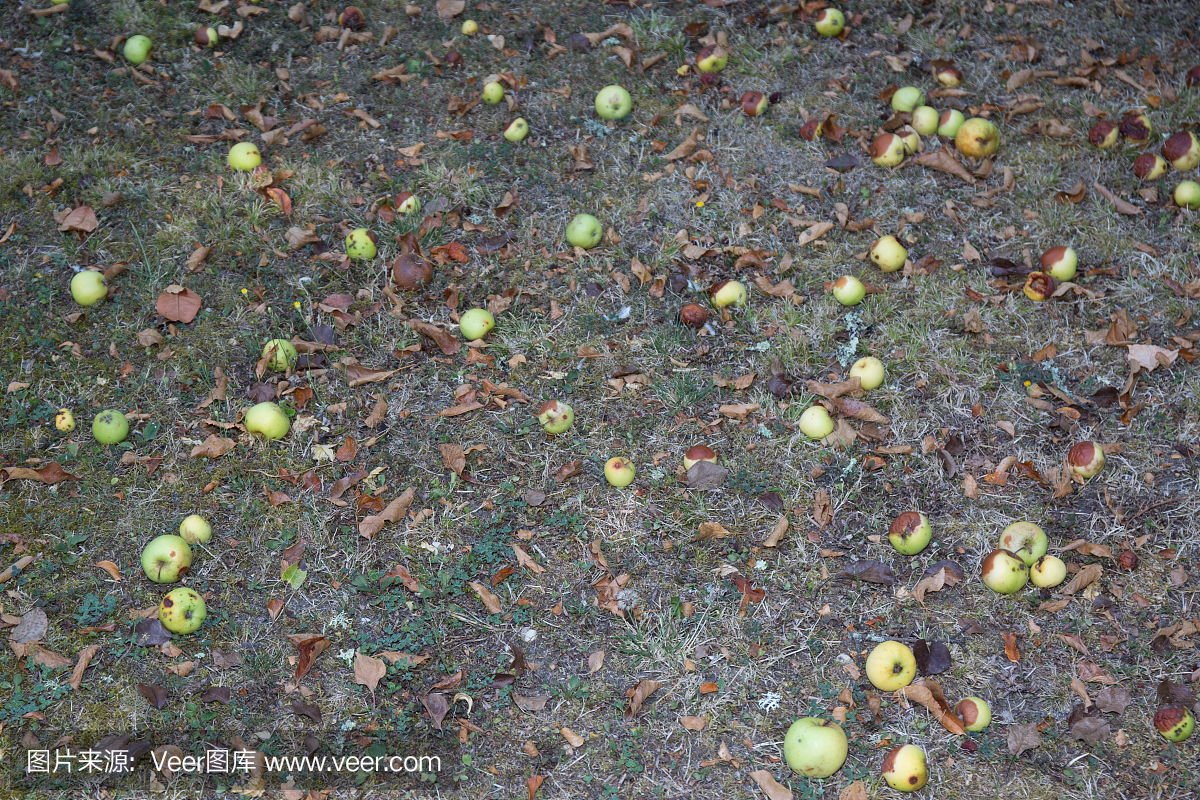 在绿草中的黄色腐烂的苹果。季节性自然