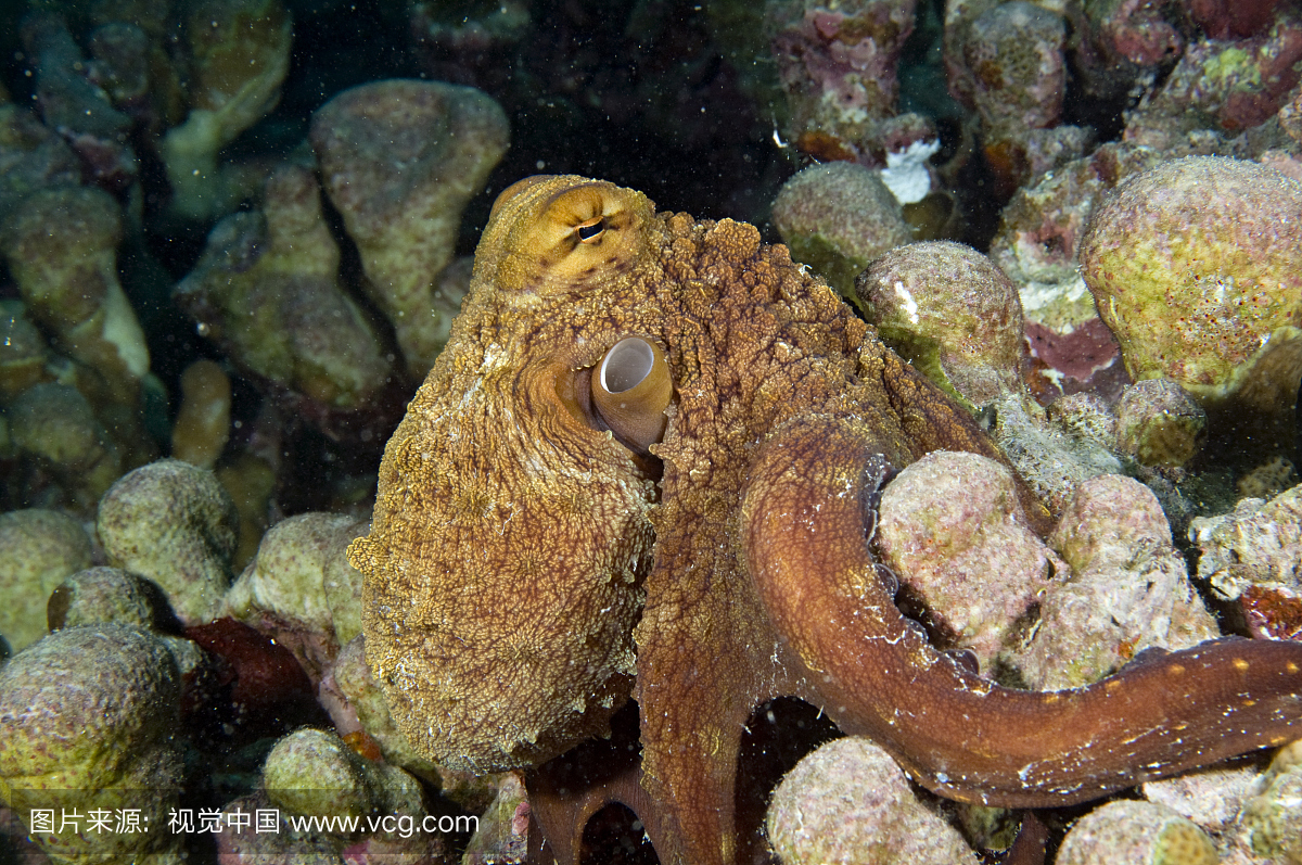 八达通(章鱼)在礁石上,亚克斯密克罗尼西亚