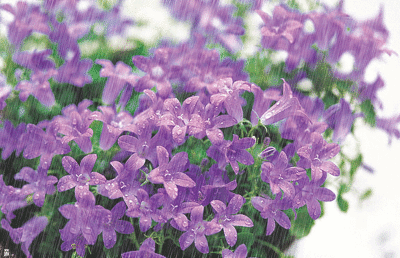 可作签名 雨中美图-662kb