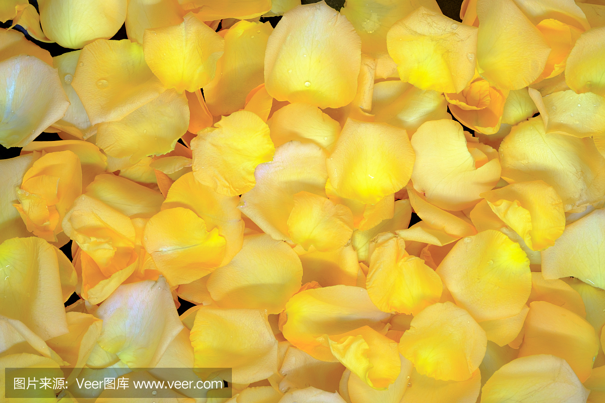 美丽的新鲜黄色玫瑰花瓣与水滴在花瓣上的背景