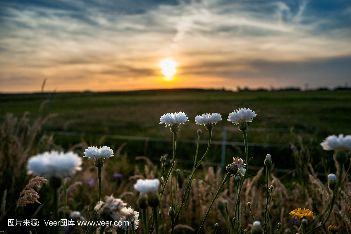 野白的夏天的花朵在晚上的阳光下
