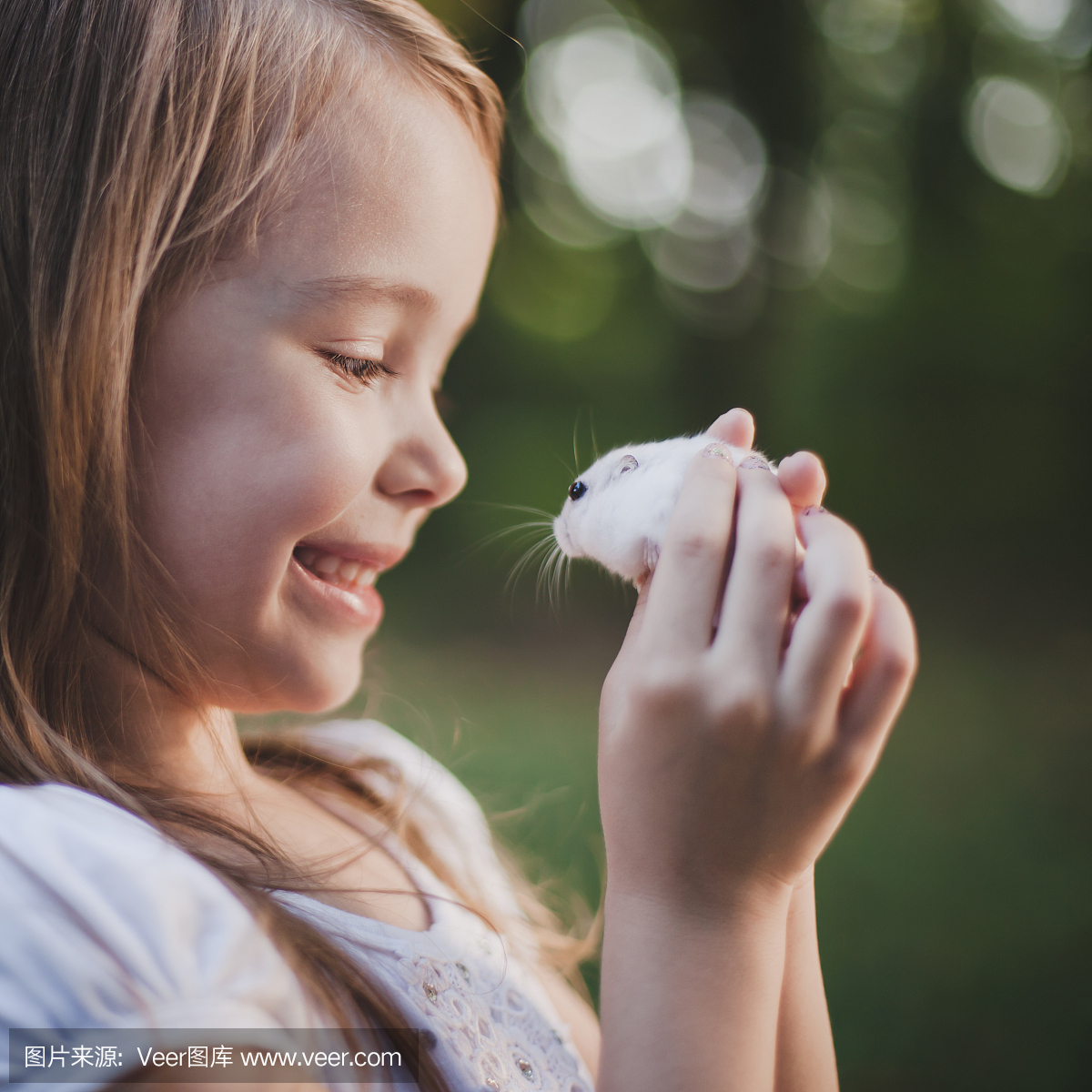 仓鼠,大老鼠,大田鼠,硕鼠