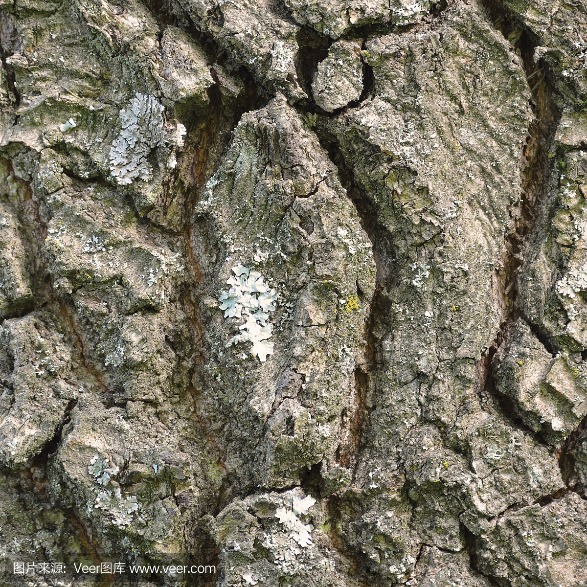 图案,大详细的坚固树干宏观特写镜头,老老年风