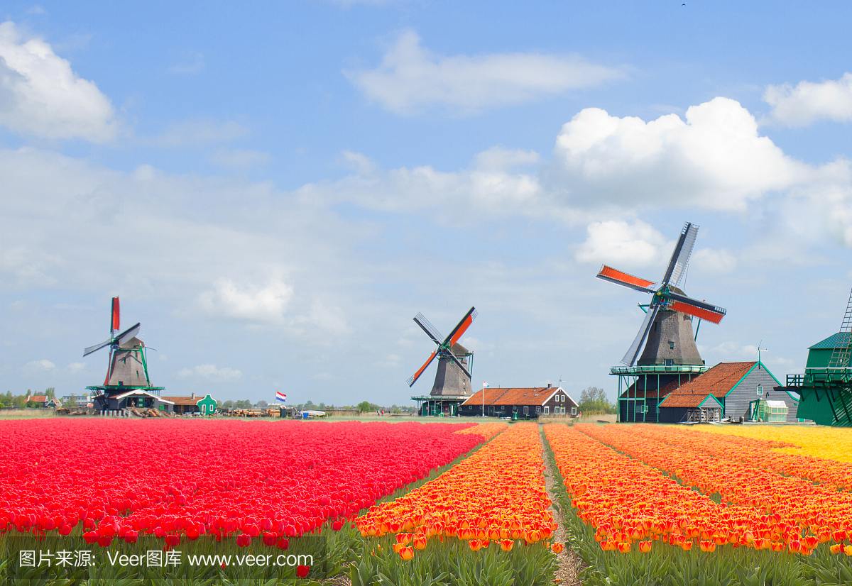 荷兰风车在郁金香