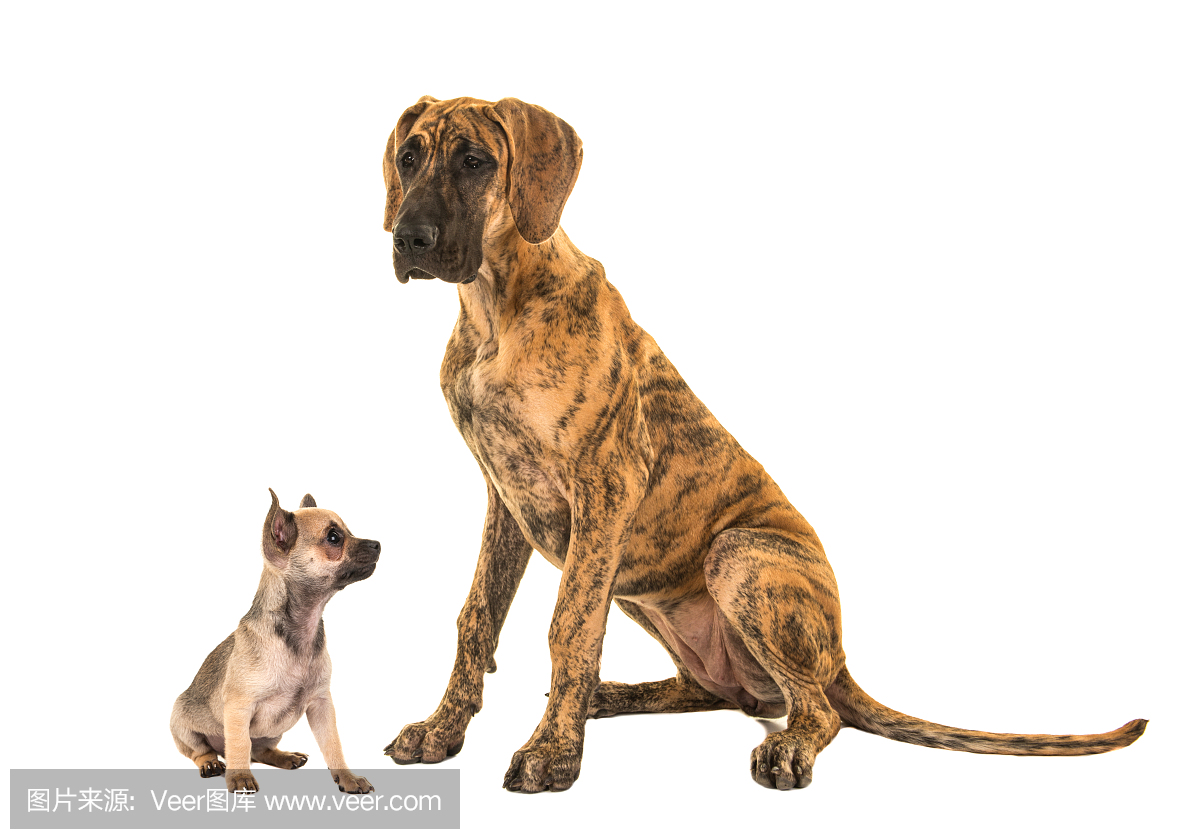 大丹狗,大丹犬,丹麦种大狗,大丹犬狗