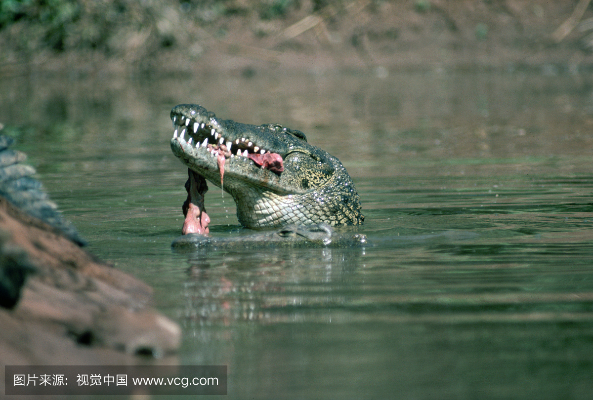 肉,南部非洲,档案,尼罗鳄