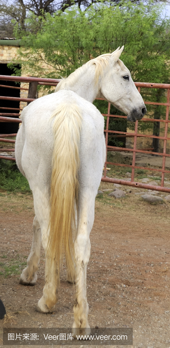 垂直画幅,灰色,扭头看,母马