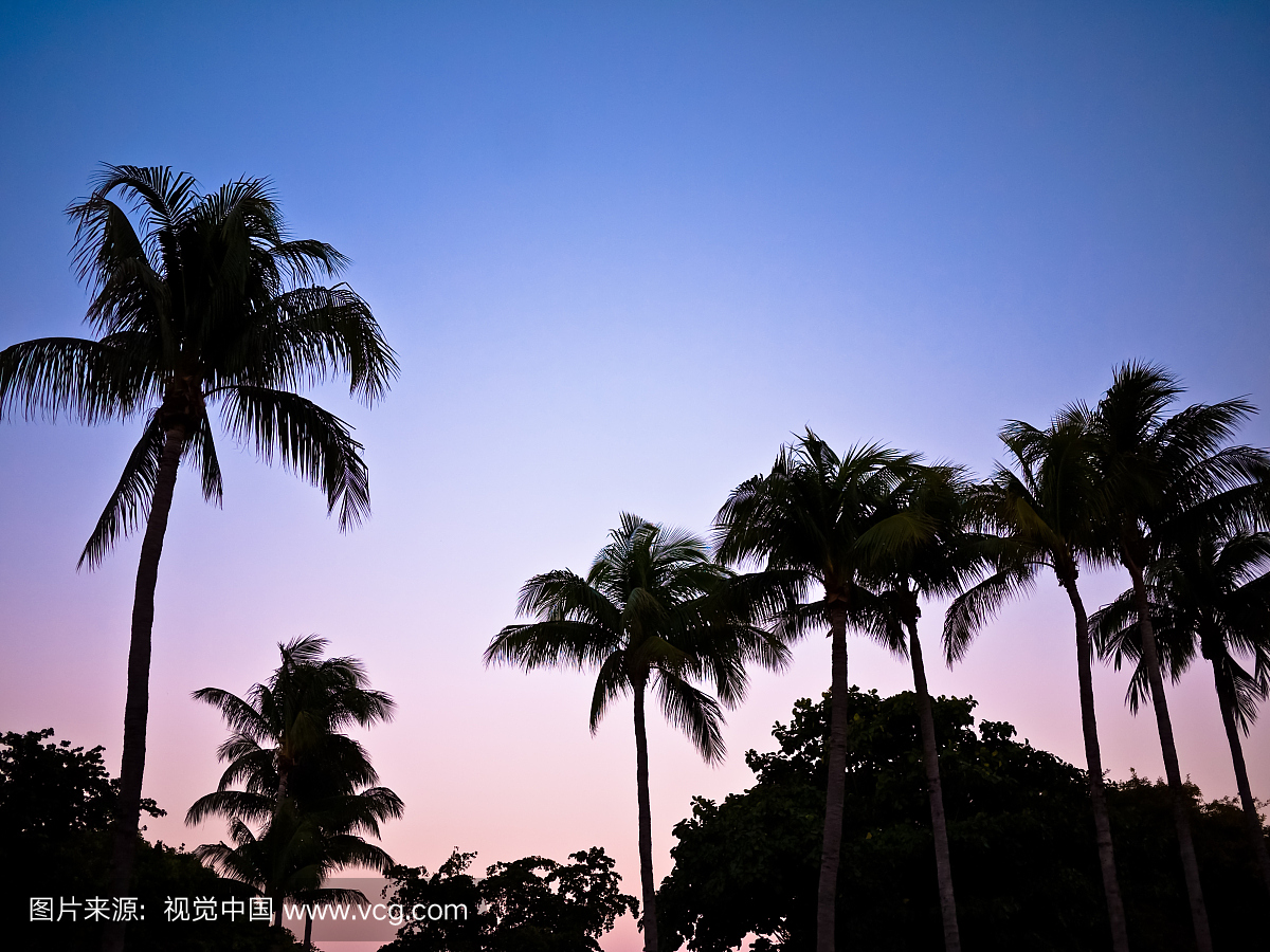 热带树,佛罗里达,热带气候,迈阿密