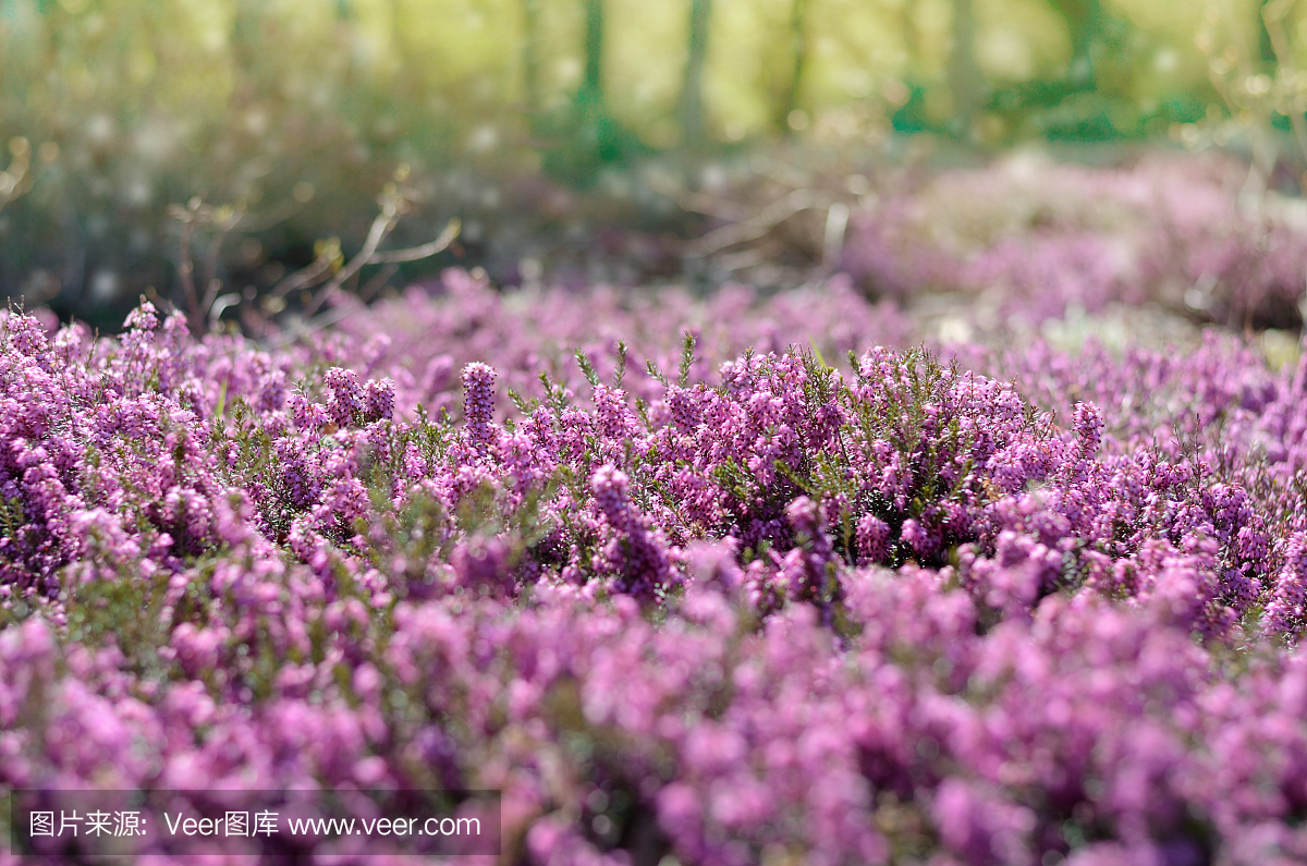 美丽的紫色希瑟盖在春天的阳光充满的领域。软