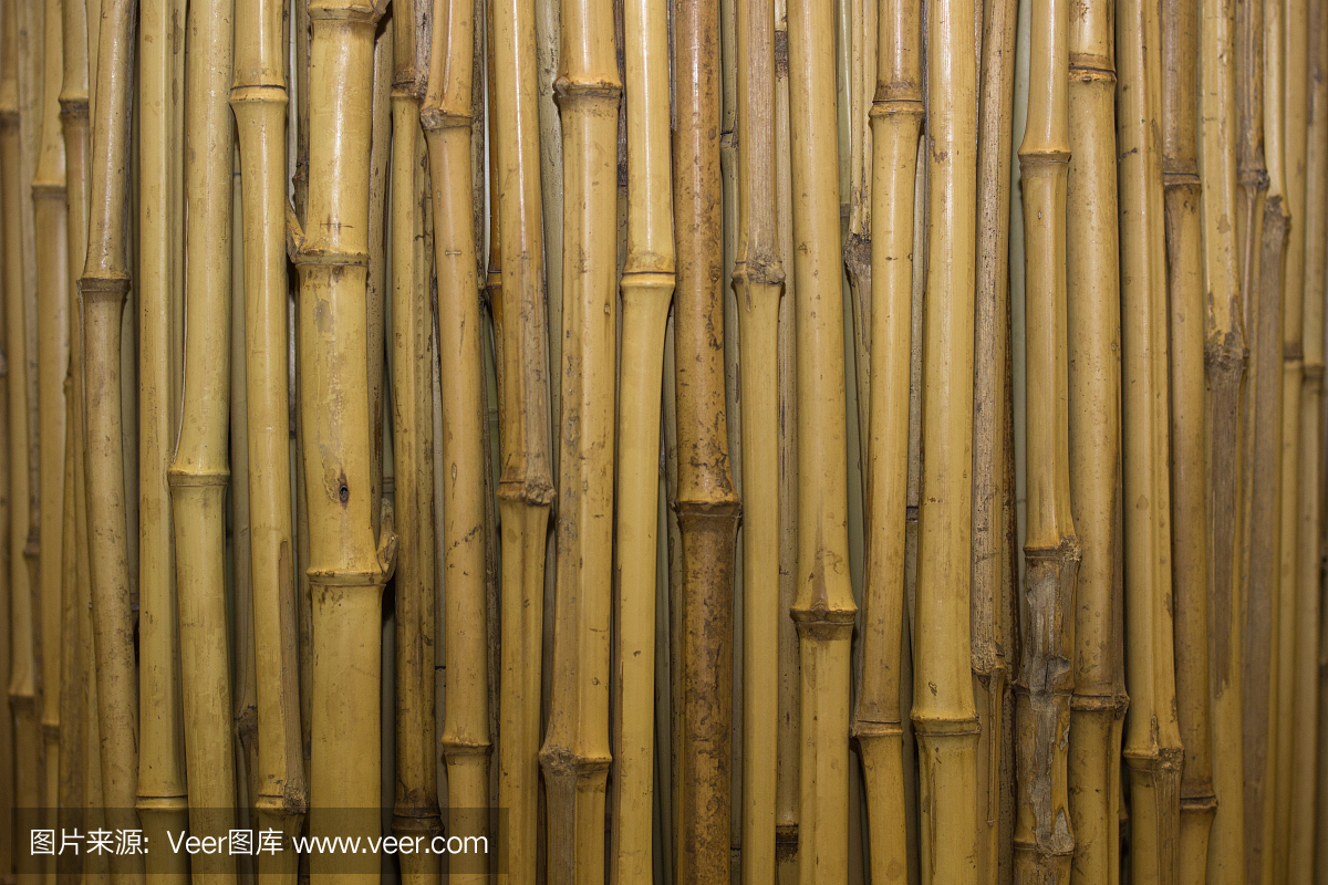 孤立在白色背景上的竹子的特写照片
