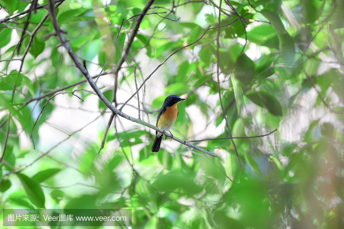 绿色,北美歌雀,热带气候,水平画幅