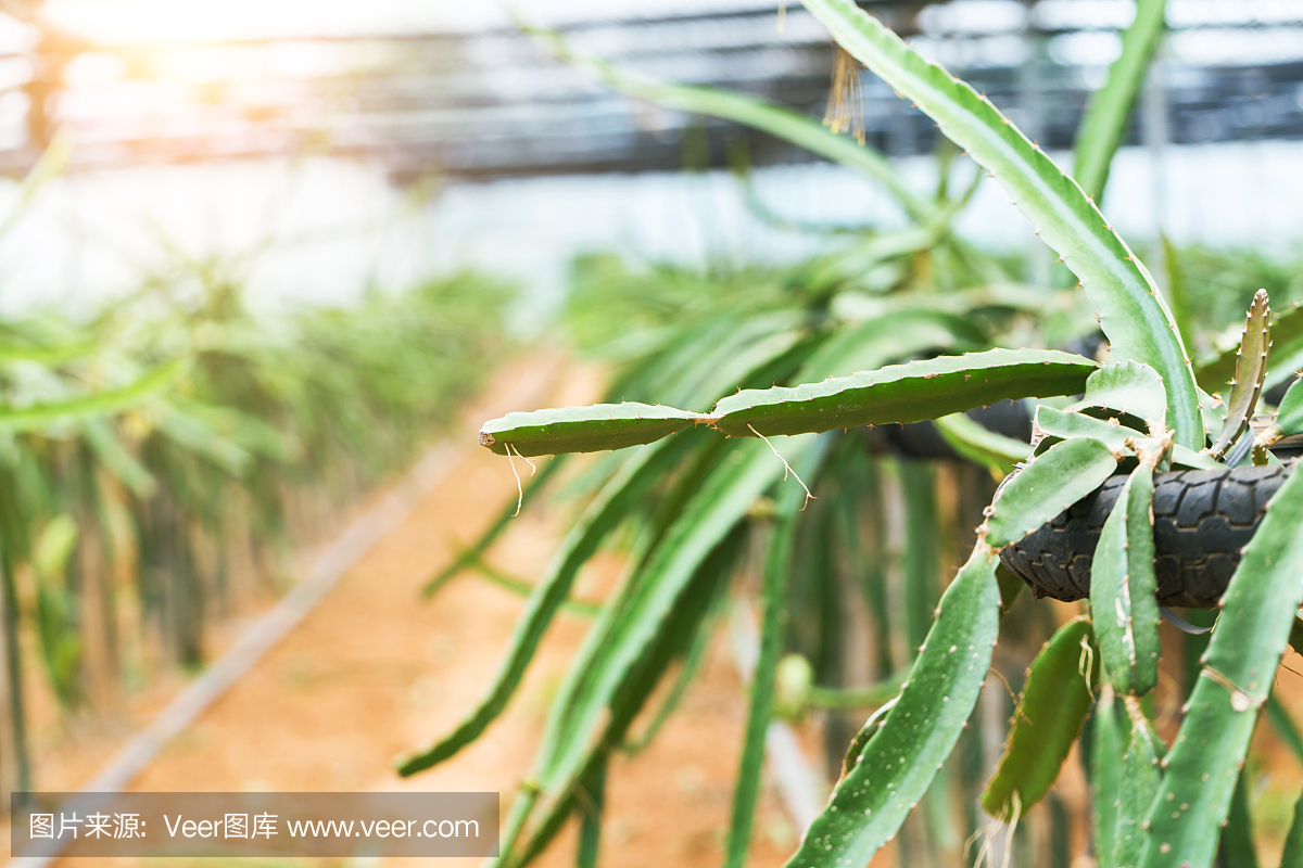 龙果花芽,火龙果在温室里盛开