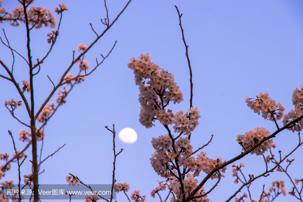 樱花盛开在日本千叶县奈良市的一个公园里