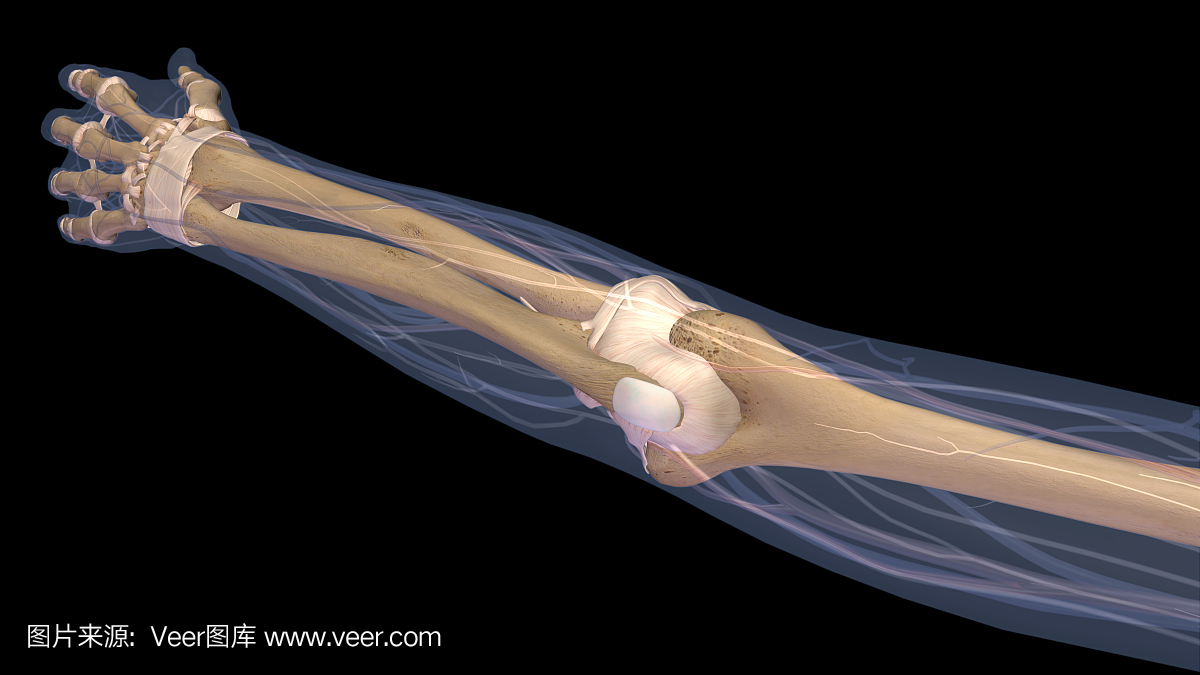 女性的手臂,肘关节和黑色的骨头X射线