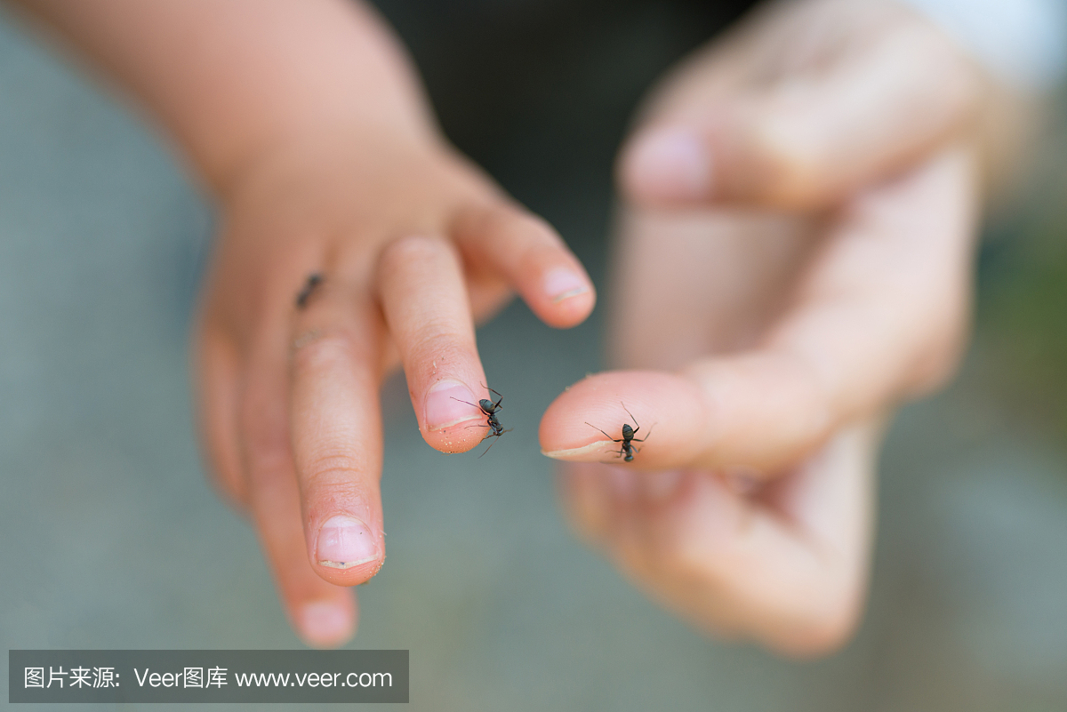 蚂蚁在父母和孩子的手上