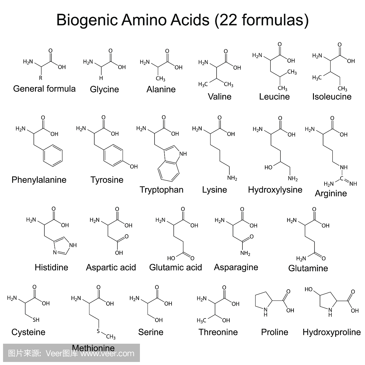 二十二种生物氨基酸 - 化学式