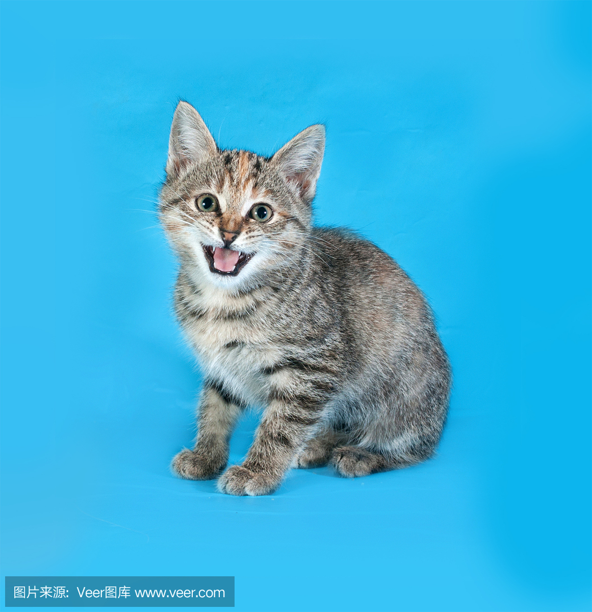 猫的叫声,咪咪叫(猫叫声),舔,舔一舔