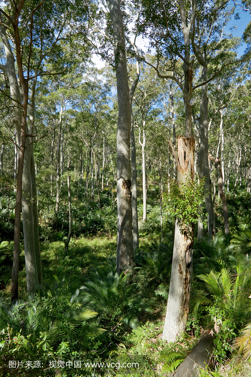 澳大利亚新南威尔士堪培拉附近的桉树林