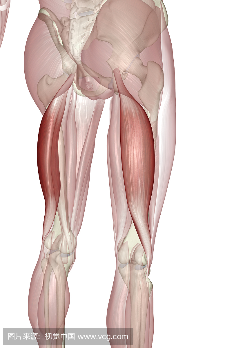 股二头肌,人,白色背景,人体结构