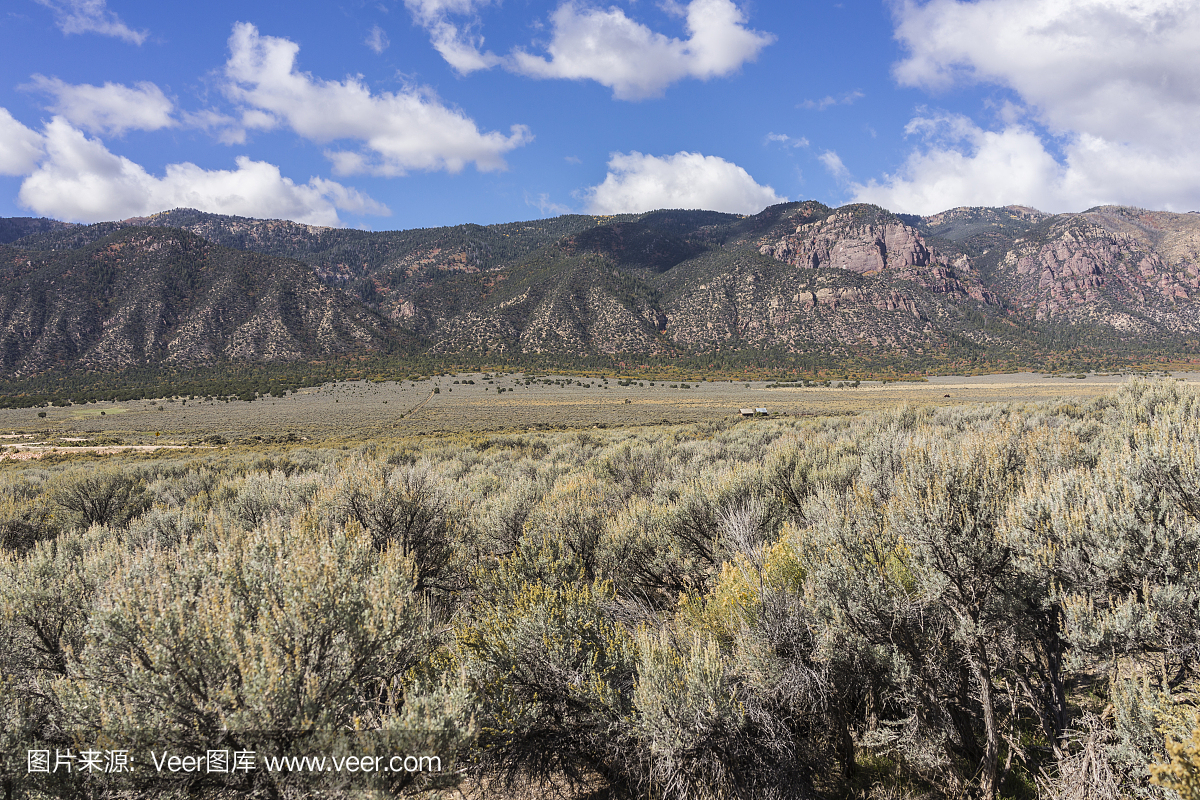 西庇阿,大西庇阿,山艾树,北美艾灌丛