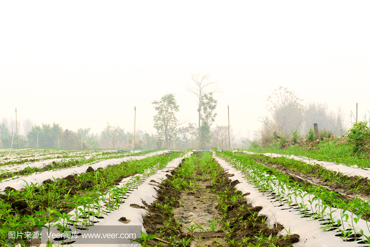 种植农作物,在花园里种植辣椒,辣椒树,充足的空