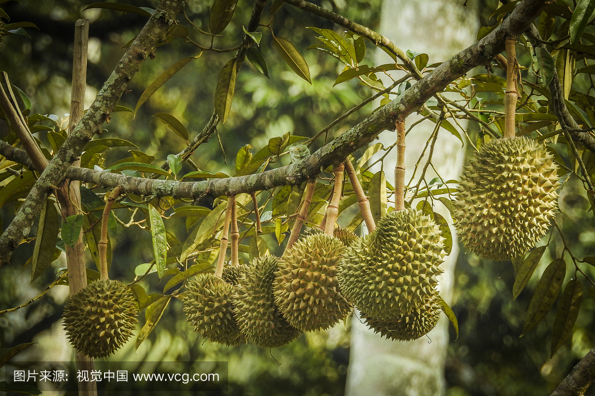 榴莲,榴莲果,榴连,留莲