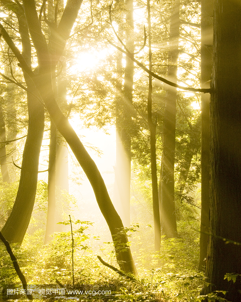 阳光照射在树林里