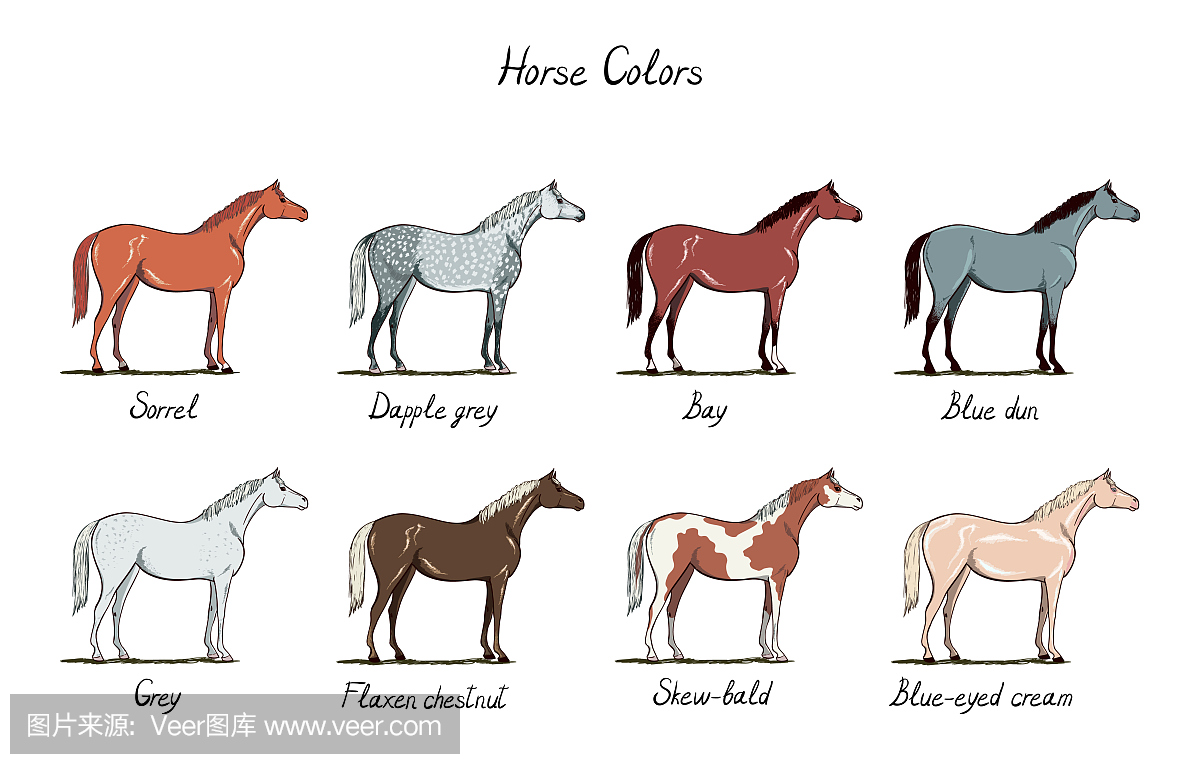 quinecoatcolorswithtext.Equestrianscheme.n9005odin刷教程机图片