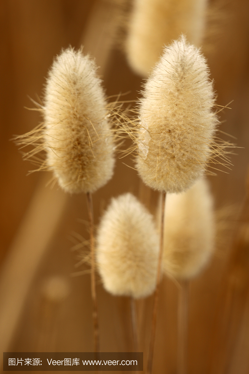 滨草,马拉姆草,砂地芦苇,枯草热