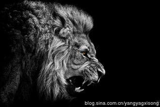 狮子黑白高清壁纸_图片搜索 - www.woyidu.com-11kb