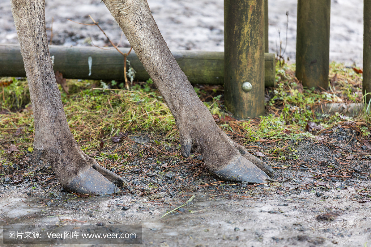 驼鹿或欧洲麋鹿驼鹿蹄