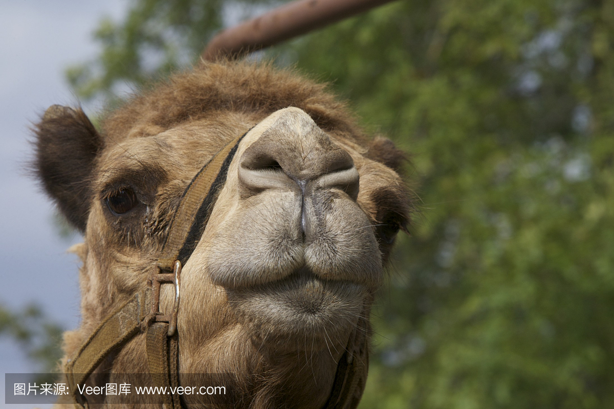 骆驼的鼻孔特写镜头
