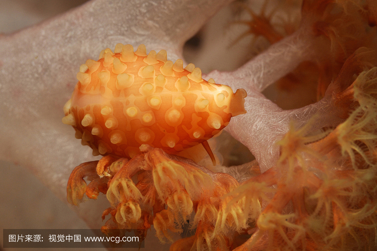 Ovulid蜗牛软珊瑚,Globovula sp。,Triton Bay,西