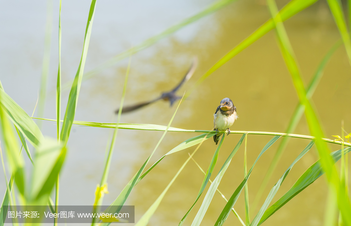 坐,安静,北美歌雀,池塘