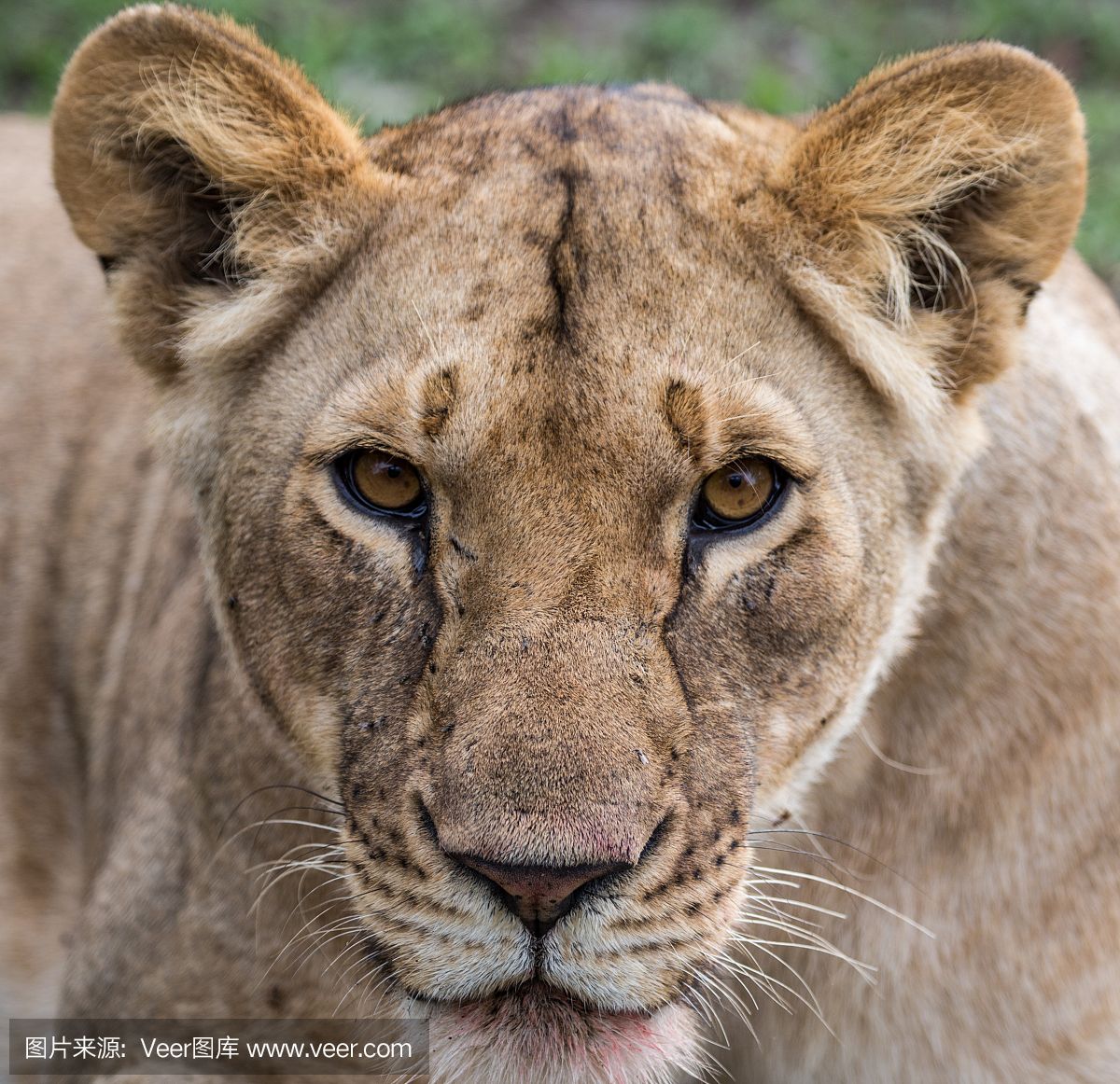 野生动物,狩猎动物,狮子,猫科动物