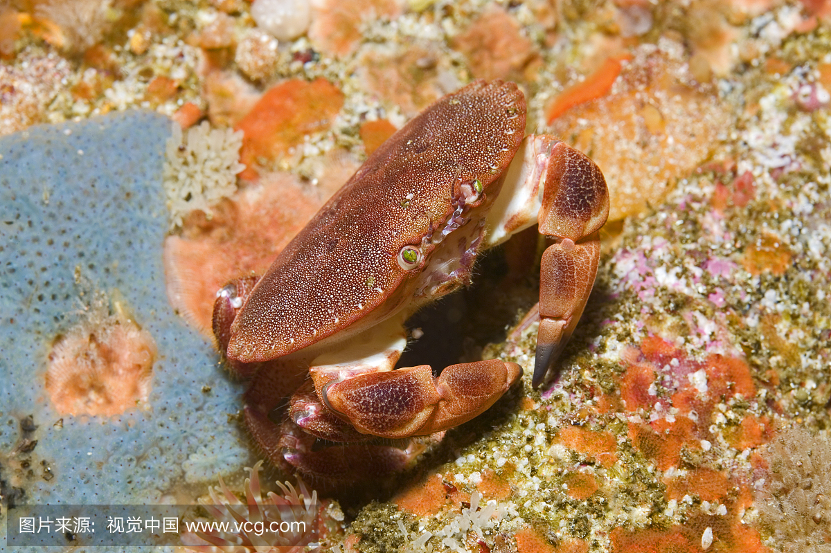 可食用的棕蟹(Cancer pagurus),刘易斯岛,外赫