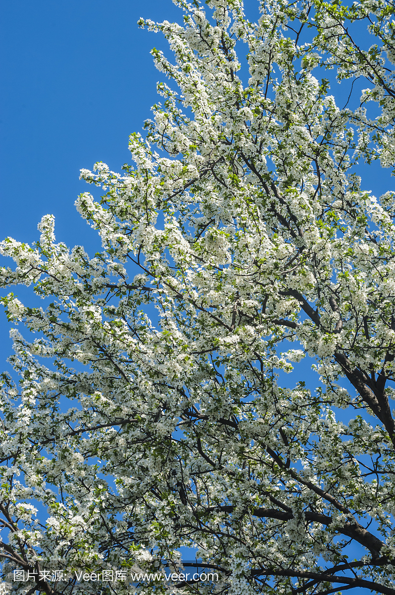 雪利,雪利酒,垂直画幅,日本文化