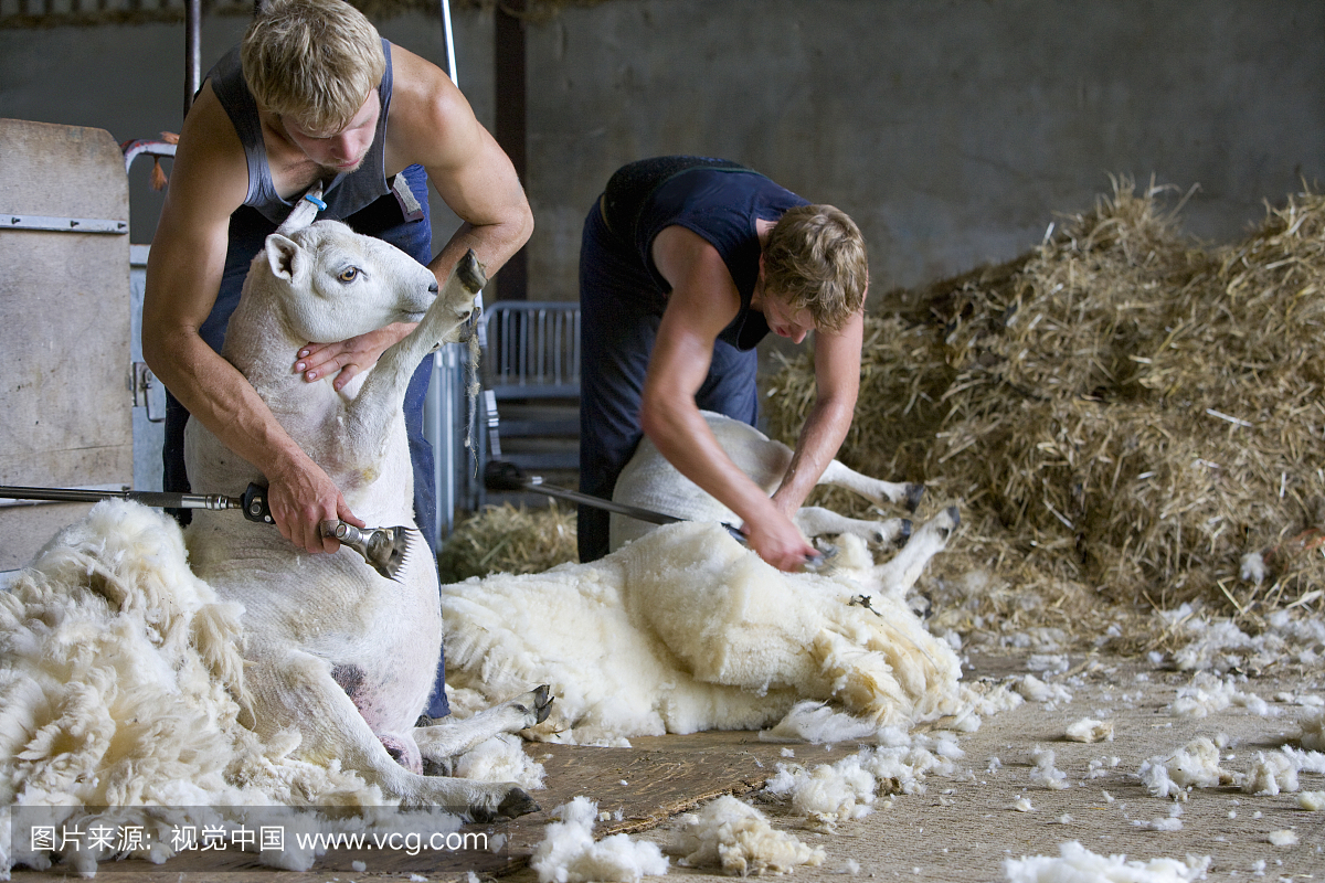 Young farmers shearing sheep for wool in barn
