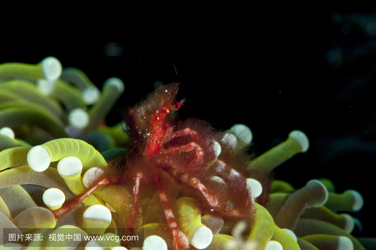 猩猩蟹(Achaeus japonicus)装螃蟹,苏拉威西岛