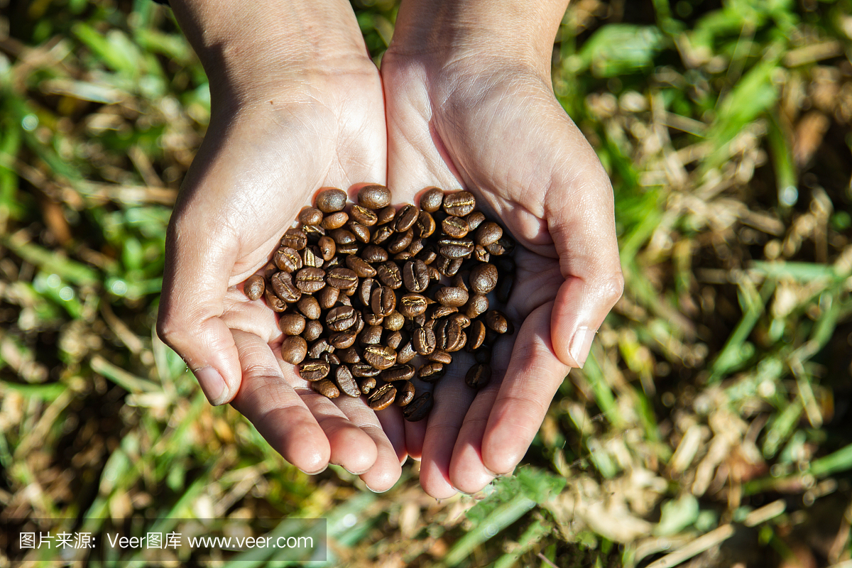 在agriculturist手上的咖啡豆心