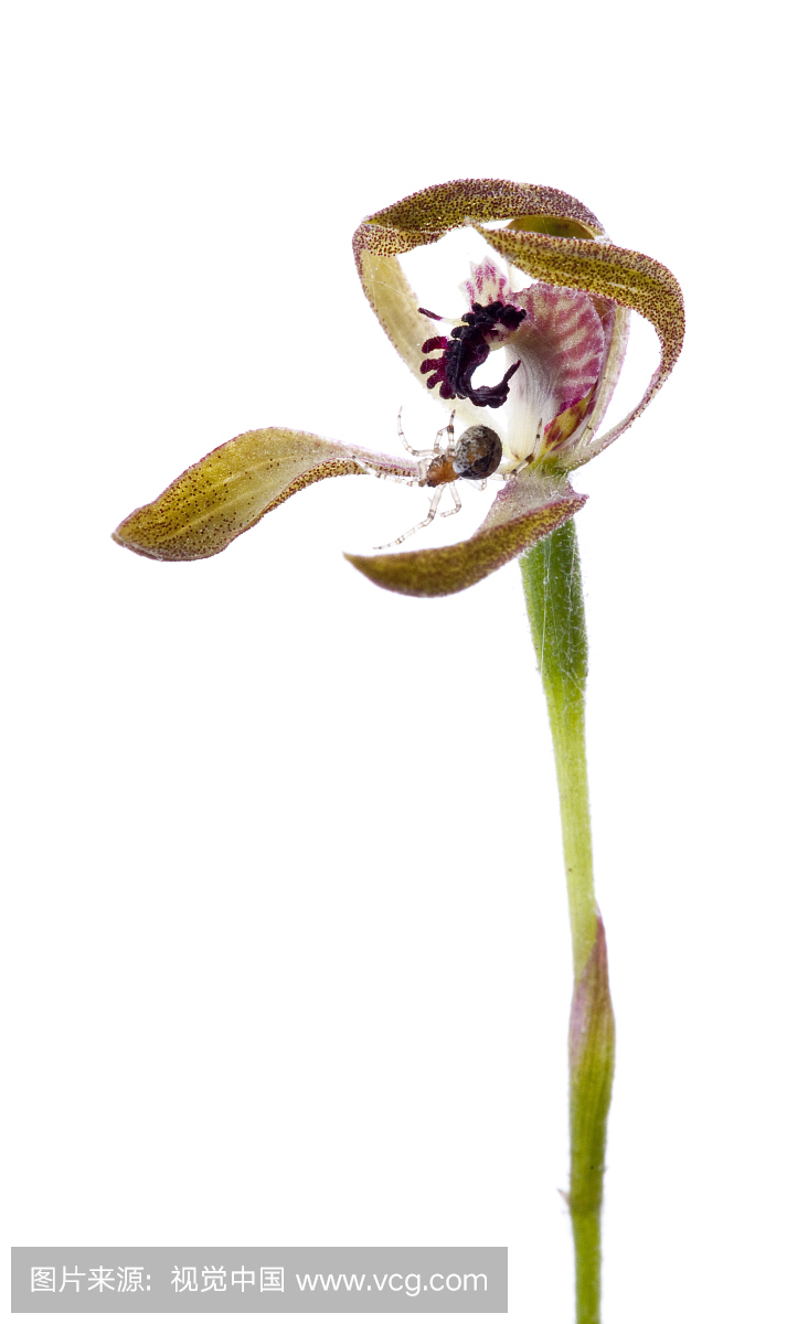 aladenia兰花(Caladenia iridescens)与蜘蛛网防
