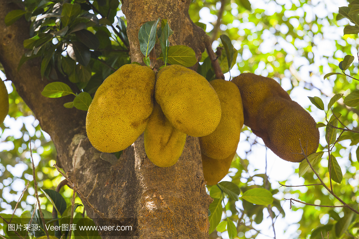 菠萝蜜在印度丛林里的树上