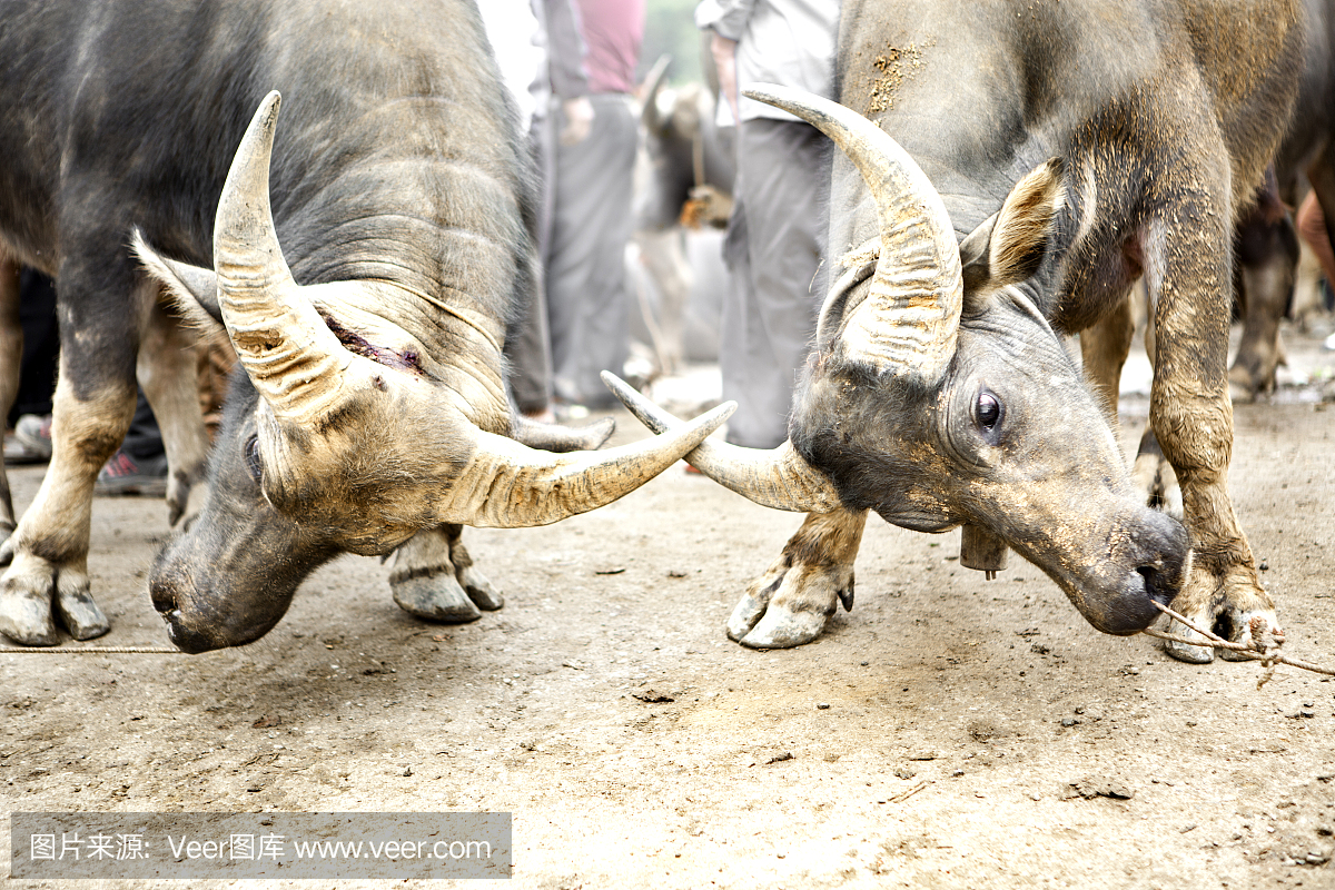 两只越南水牛与鹿角发生冲突,并在越南的市场